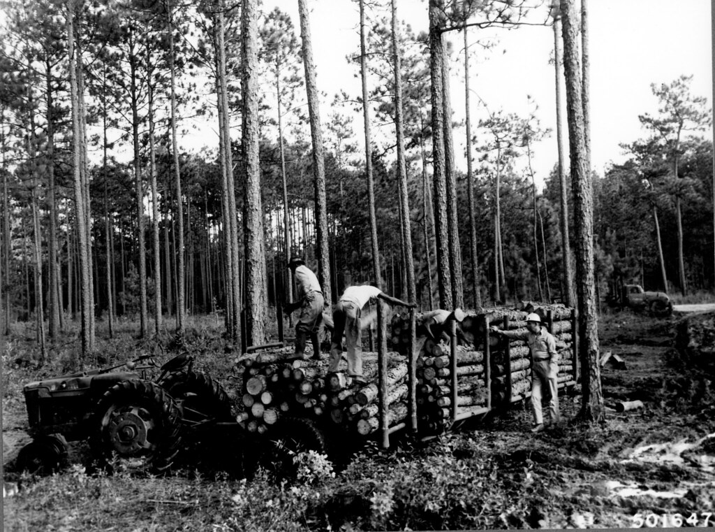 Pine stand in a South Carolina forest with green summer understory