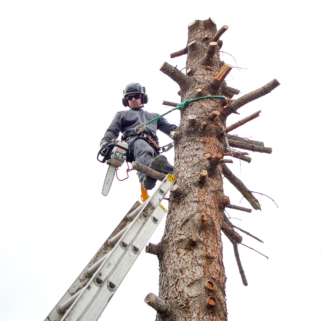 Tree service crew removing a large tree in sections