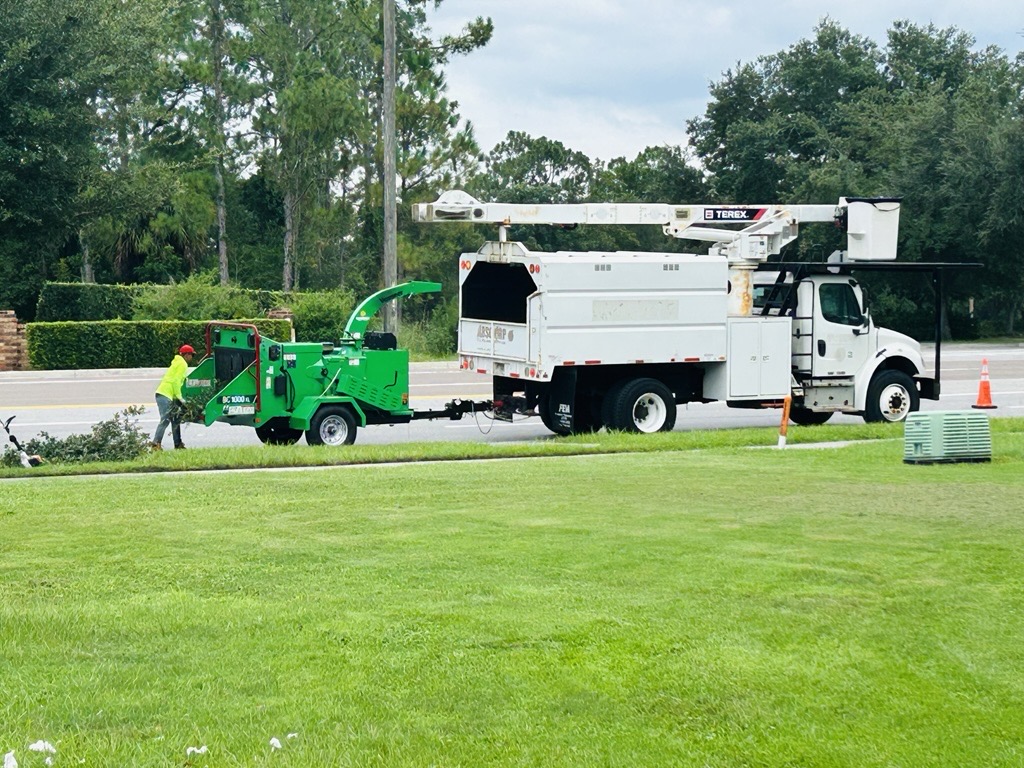 Crew trimming a tree from a bucket lift